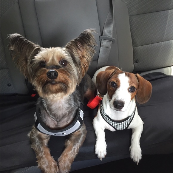 Meet your Posher, Paula - Picture 1 of 1